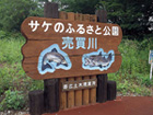 市民の環境運動により河川の水質が向上。サケが戻ってきた