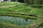 境川・清住緑地